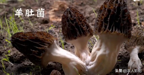 青海小夥用陳年牛糞種植羊肚菌，牛糞變“金疙瘩”，創下百萬財富