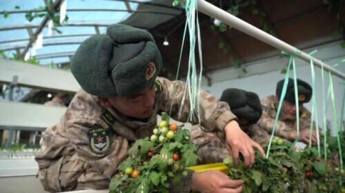 海拔5380米!邊防戰士種的蔬菜,豐收啦 海拔5380米!邊防戰士種的蔬菜,豐收啦