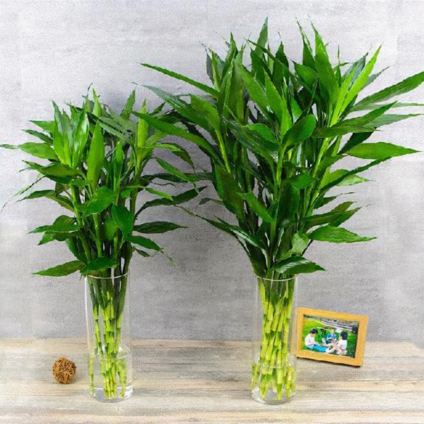 富貴竹這樣處理，快速生根還不黃葉