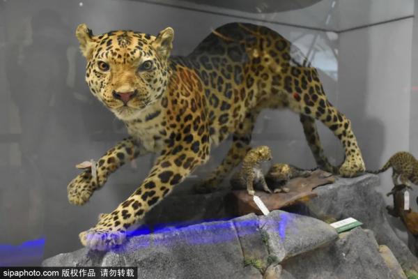 北京三家關於動物的博物館,帶你發現動物從古至今的那些秘密 北京三家關於動物的博物館,帶你發現動物從古至今的那些秘密