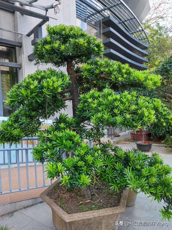 年底明星集中“暴雷”,對我們普通人的意義是什麼? 年底明星集中“暴雷”,對我們普通人的意義是什麼?