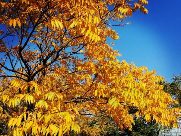 尋找身邊的初冬之色 尋找身邊的初冬之色