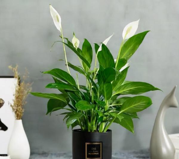 4種“吉祥花”,既漂亮又好養,越養越有福氣 4種“吉祥花”,既漂亮又好養,越養越有福氣