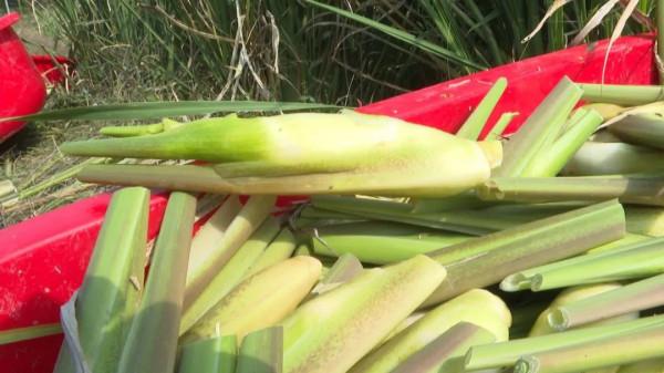 茭白豐收正當時,農民忙碌好“錢”景~ 茭白豐收正當時,農民忙碌好“錢”景~