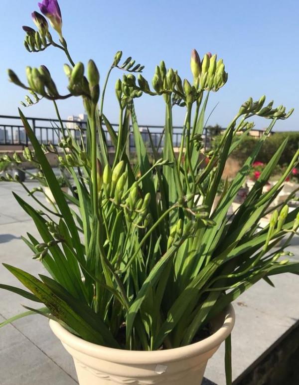 好養如蒜苗的香水花，適合冬天養，八九個顏色輪流開，又美又仙