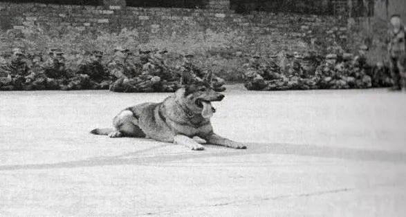 銀齡隨筆|虎子 銀齡隨筆|虎子