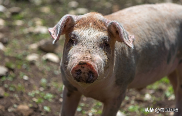 今年冬天養豬難，各種毛病非常多，是什麼原因造成的？