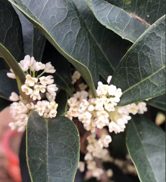 帶你欣賞桂花品種大合集