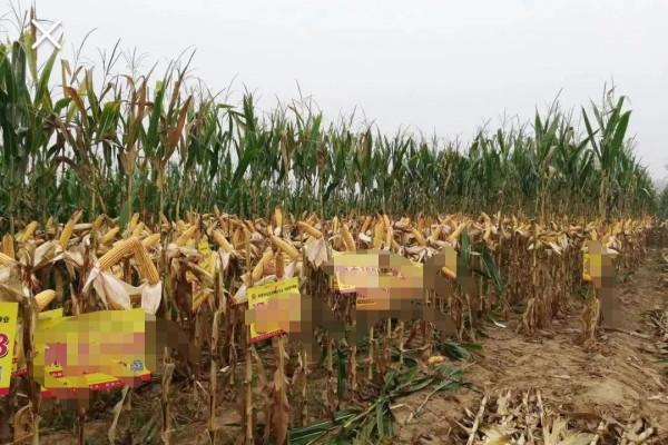 往年遍地看到的玉米掛牌:今年看不到了!為什麼? 往年遍地看到的玉米掛牌:今年看不到了!為什麼?