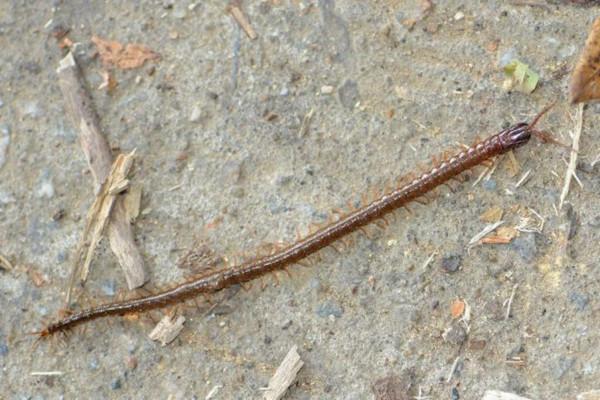 和南方大蜈蚣比,蚰蜒、蟑螂真的不足掛齒,它的獨特之處不止於大 和南方大蜈蚣比,蚰蜒、蟑螂真的不足掛齒,它的獨特之處不止於大