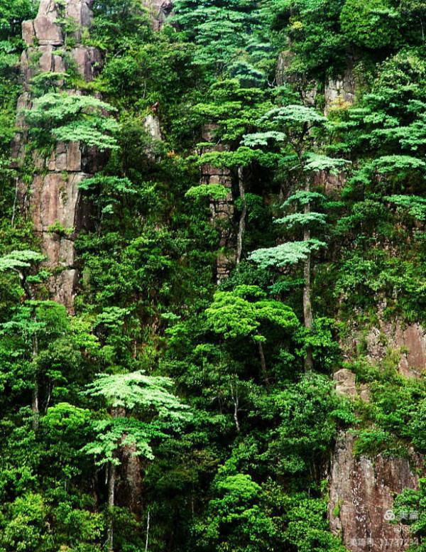大美莽山(上) 大美莽山(上)