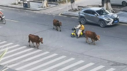 華南農業大學校內現黃牛散步！校方：系教學用牛，有專人看管