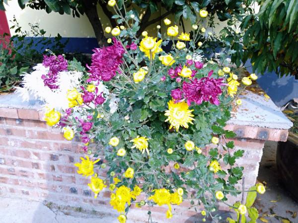 菊花盛開的農家小院 菊花盛開的農家小院