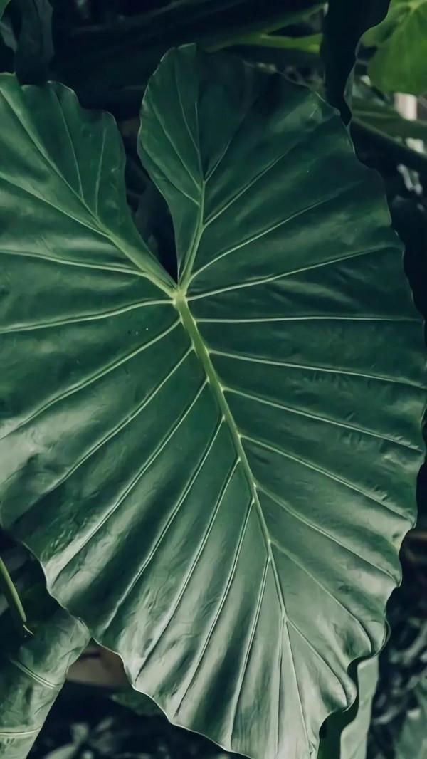 墨玉般的養眼綠植桌布，走過路過不要錯過