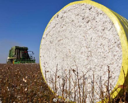 遍地“金蛋”!新疆棉收購現場太舒適了 遍地“金蛋”!新疆棉收購現場太舒適了