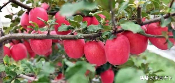除了紅富士,種哪些品種能發財?這個論壇告訴你答案 除了紅富士,種哪些品種能發財?這個論壇告訴你答案