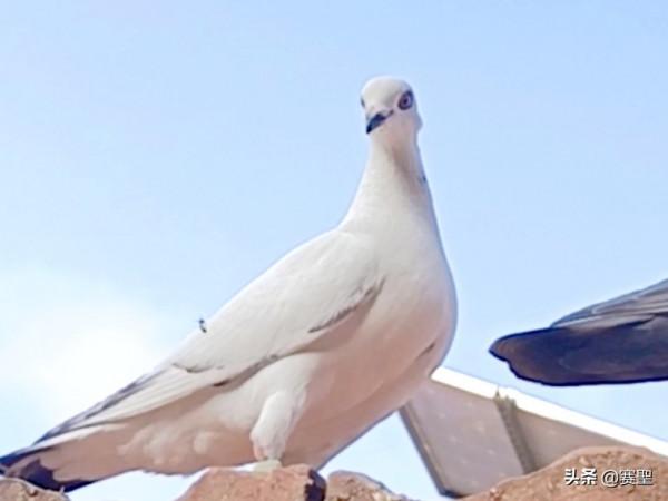 有情有義的鴿子,忠貞於自己的伴侶,從甘肅飛回了配偶所在地山東 有情有義的鴿子,忠貞於自己的伴侶,從甘肅飛回了配偶所在地山東