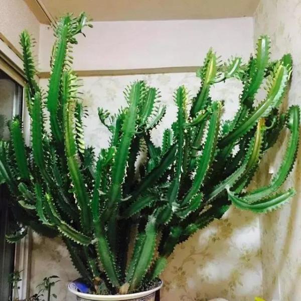 分享圖片五種長得醜但&OpenCurlyDoubleQuote;旺家宅&rdquo;的花