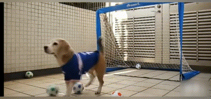 笑噴！聽聞國足兵敗越南，動物城的朋友紛紛發起瘋狂挑戰