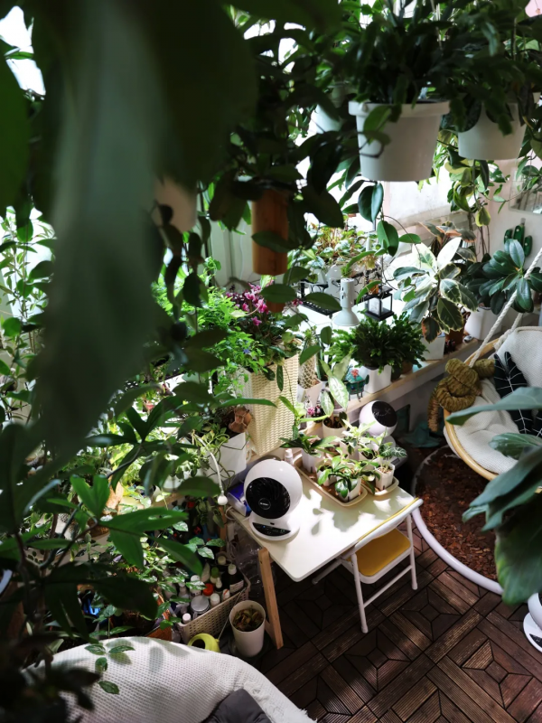 沒有花園怎麼種花？從東北到廣東，4位大神在室內種出植物園