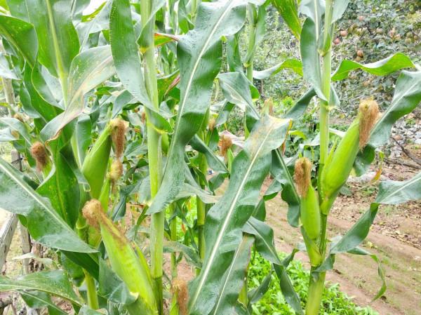 中秋小長假幫老丈人幹農活，丈母孃做了6個菜，兒子:農家飯太香了