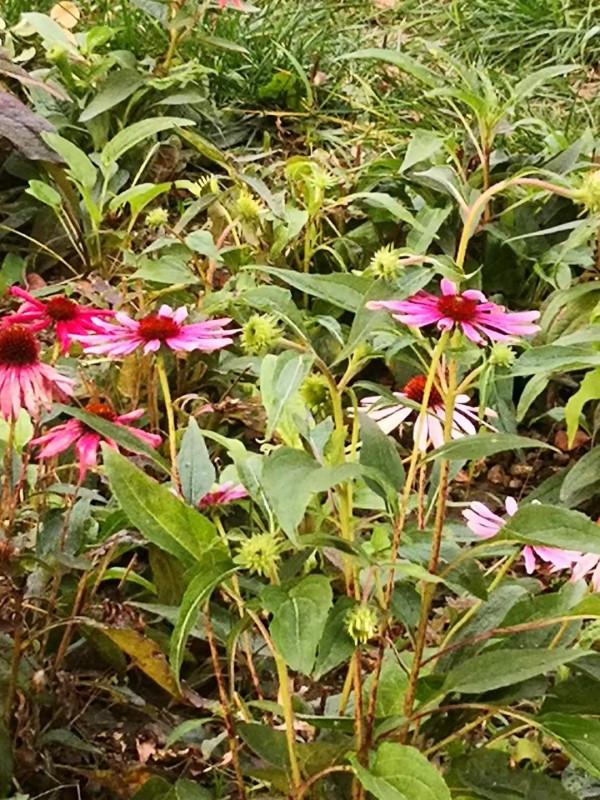 林深 （詩歌外九首）北京 張新貴