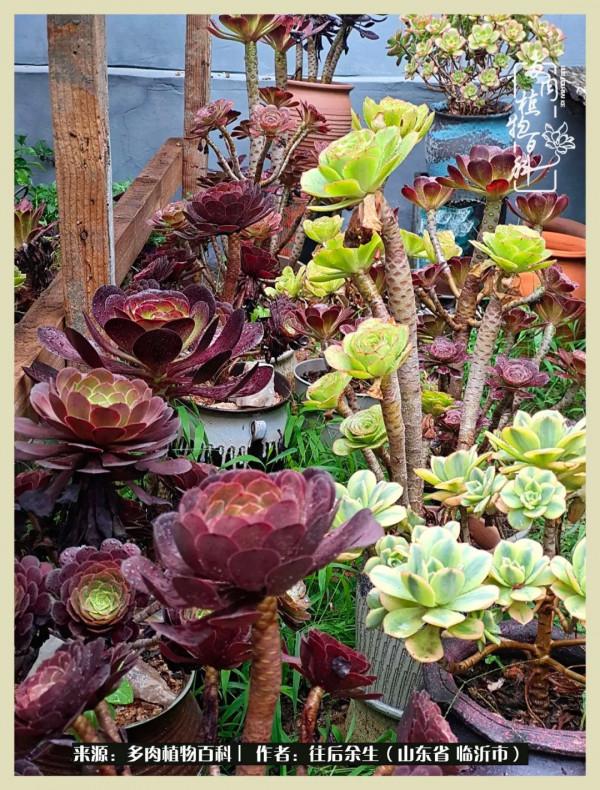 北方有多肉,絕世而獨立!一顧傾人城,再顧傾人國 北方有多肉,絕世而獨立!一顧傾人城,再顧傾人國