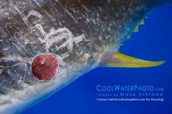 它們有個綽號——恐怖咬鯨怪