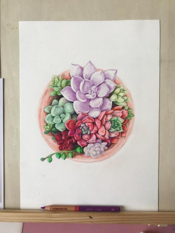 多肉植物彩鉛畫全過程（1-2）