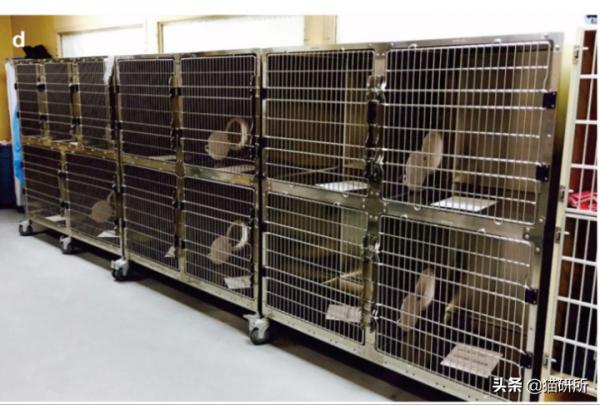 假期外出,如何給貓咪找靠譜寄養? 假期外出,如何給貓咪找靠譜寄養?