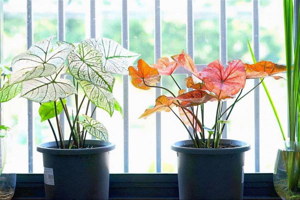 冬季陽光溫和,但這8種喜陰花不一定需要,區別對待才是正確做法 冬季陽光溫和,但這8種喜陰花不一定需要,區別對待才是正確做法