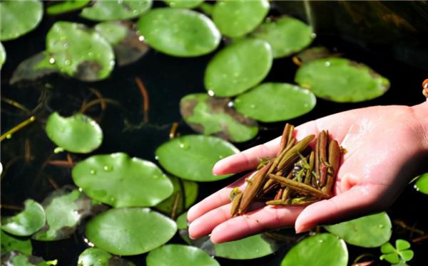 38種路邊的野菜，常常見到但不一定都認識，看你吃過幾種？