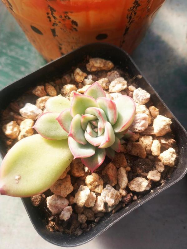 “希望和悲傷,都是一縷光” “希望和悲傷,都是一縷光”