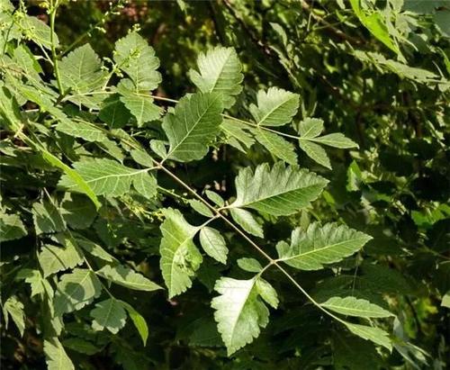 中國公認可以吃的5種樹葉，看看你吃過幾種？