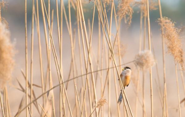 願歷經磨難的你，仍有勇氣進可治家退可安已