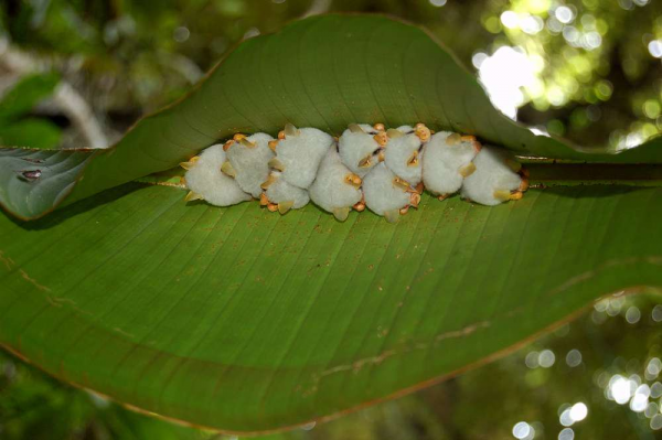 35個硬核動物鏡頭：狠人騎電動車馱鱷魚回家，狂躁症貓咪見人就打