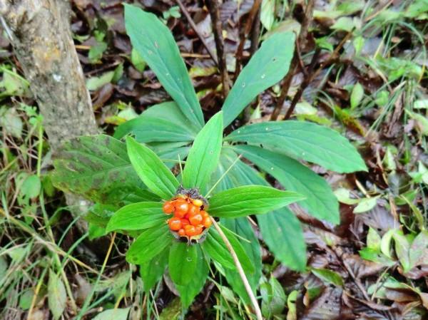 兩種儀器互為“反義詞”，每家至少有一種，每種都很有用