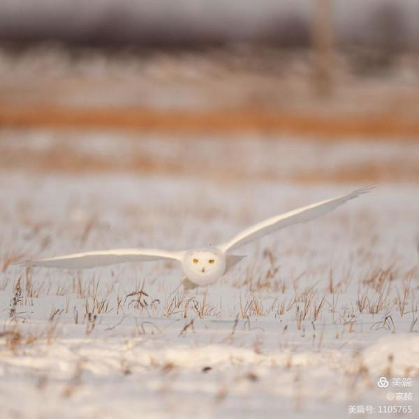 寒極精靈—雪鴞