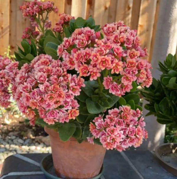 7種花有了“氣生根”，剪下來就活，不用費勁扦插了