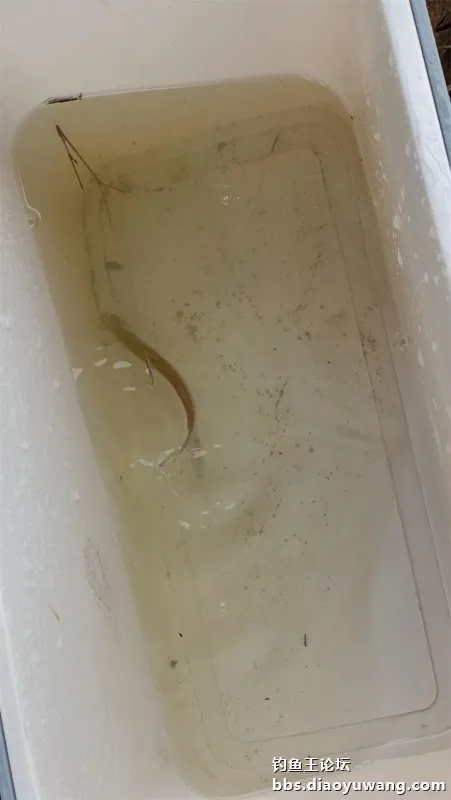 秋風秋雨釣秋水,大風大浪搏大鯉 秋風秋雨釣秋水,大風大浪搏大鯉