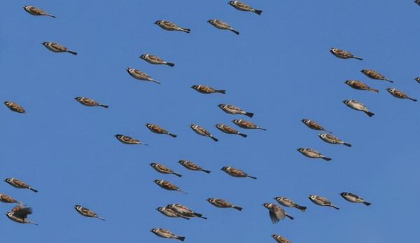 麻雀變身飛天魚群，天空罕見神同步畫面，網友驚歎：大自然的奧妙