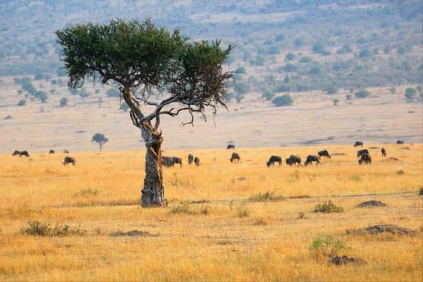 中國專家種植非洲荒地,一公頃收穫9噸大米,英媒:中國人真厲害 中國專家種植非洲荒地,一公頃收穫9噸大米,英媒:中國人真厲害