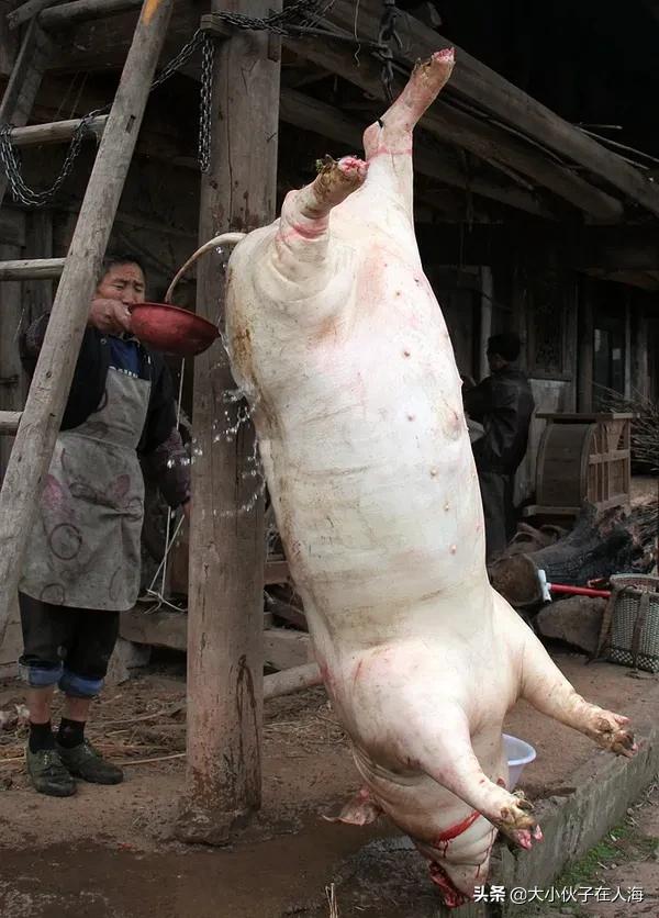 四川還能殺年豬嗎？為什麼呢？詳細解讀