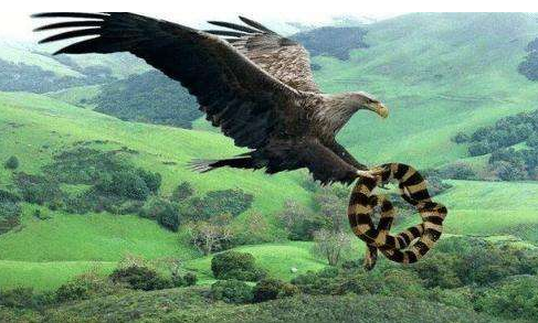 體型大比較好還是體型小比較好?哈斯特巨鷹與赤腹鷹告訴你答案 體型大比較好還是體型小比較好?哈斯特巨鷹與赤腹鷹告訴你答案