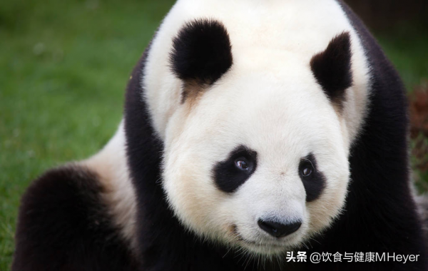 2021年的五個環境好訊息,大熊貓不再瀕危,臭氧層也在恢復 2021年的五個環境好訊息,大熊貓不再瀕危,臭氧層也在恢復