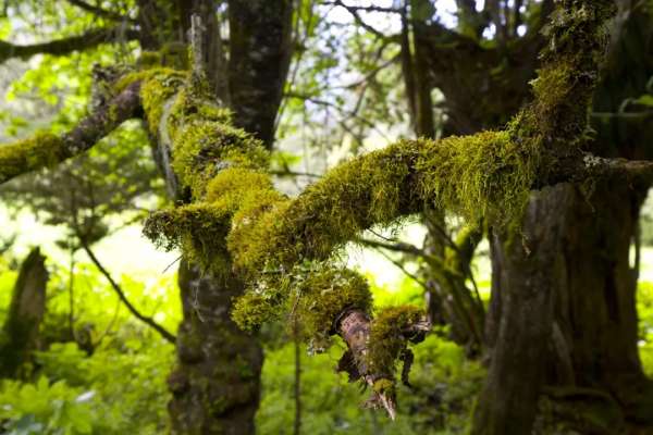 ​中國這7個“很特別”的地方,美如仙境,卻禁止外國人隨意進入 ​中國這7個“很特別”的地方,美如仙境,卻禁止外國人隨意進入