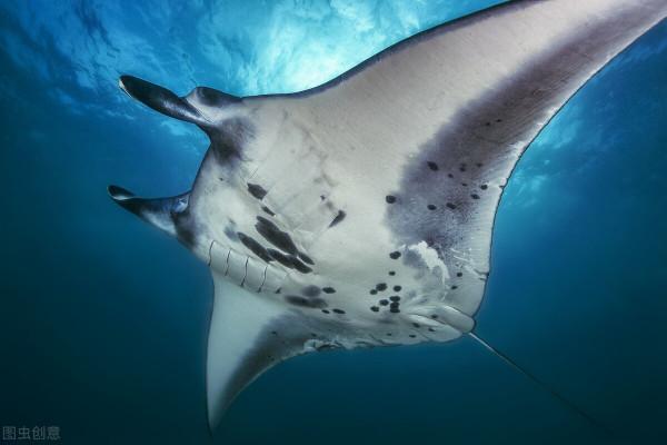 10種最有異國情調的熱帶魚