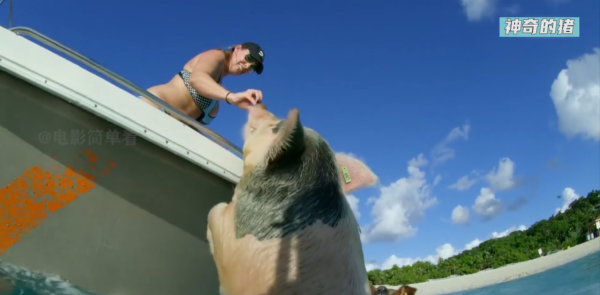 豬不僅聰明,還比獵豹跑得快,法國人發財都得靠豬鼻子 豬不僅聰明,還比獵豹跑得快,法國人發財都得靠豬鼻子