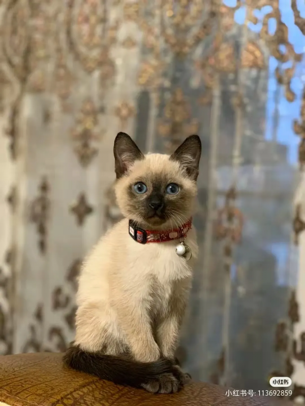 “下輩子,我再也不養暹羅貓了!” “下輩子,我再也不養暹羅貓了!”