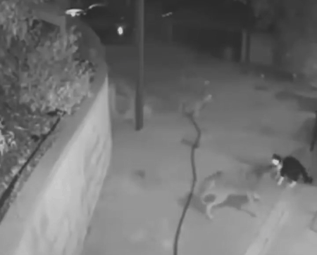 一隻貓擊退3只野狼,只為保護主人 一隻貓擊退3只野狼,只為保護主人